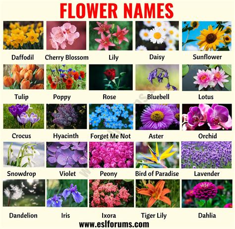 list of flowering tree names